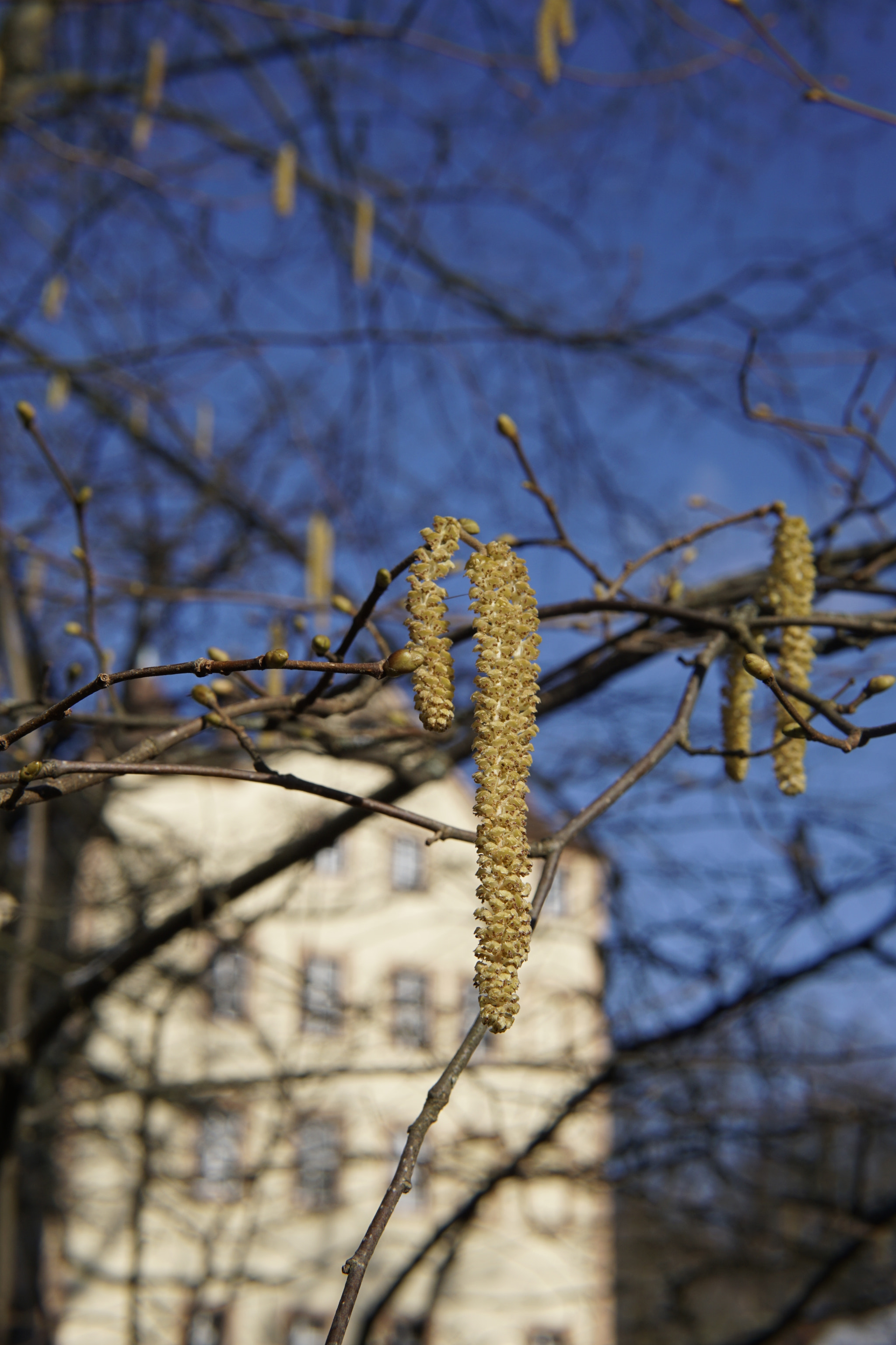 Sigma 30mm F1.4 DC DN | C sample photo. Ongoing photography