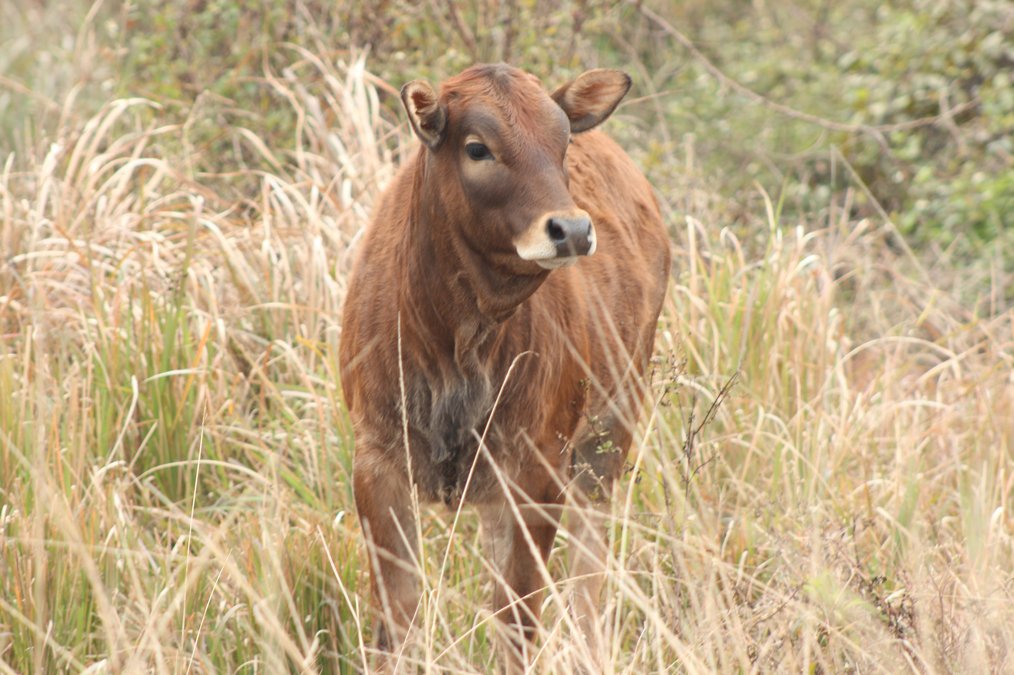 EF75-300mm f/4-5.6 sample photo