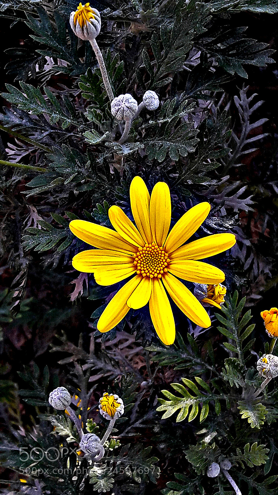 Samsung Galaxy A5(2016) sample photo. Flower photography