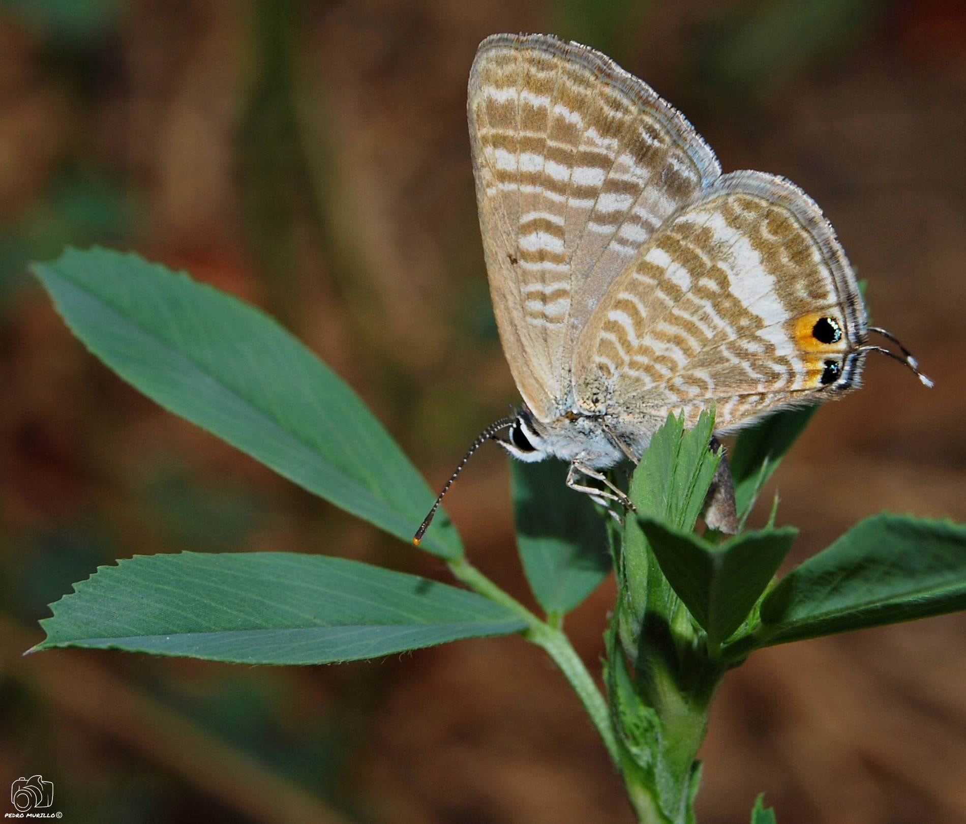 Nikon D60 sample photo