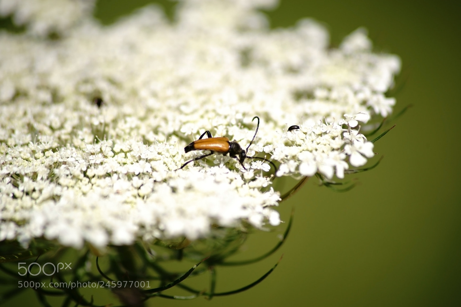 Sony a7 II sample photo. Longhorn beetle stictoleptura fulva photography