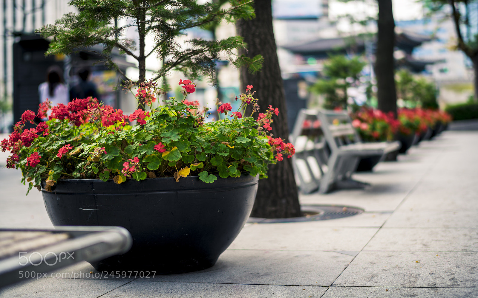 Nikon D850 sample photo. Untitled photography