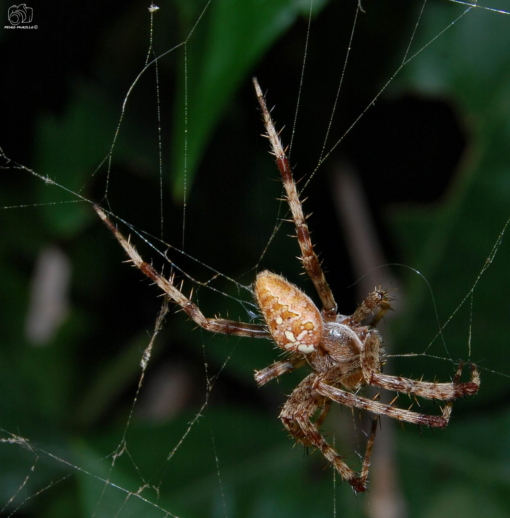 Nikon D60 sample photo