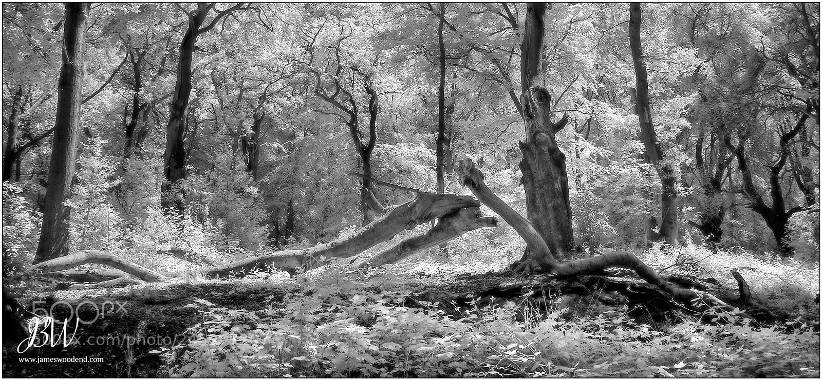 Fujifilm X-T10 sample photo. Felled by the storm photography