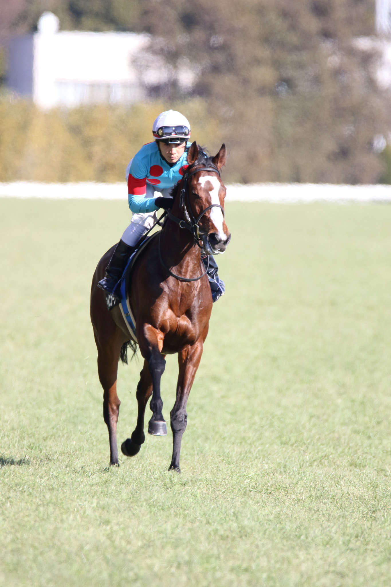 Sigma 150-600mm F5-6.3 DG OS HSM | C sample photo. Race horse photography