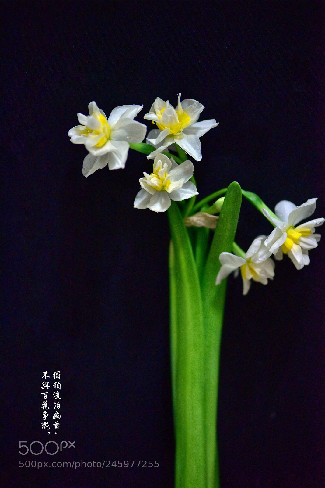 Nikon D810 sample photo. Narcissus photography