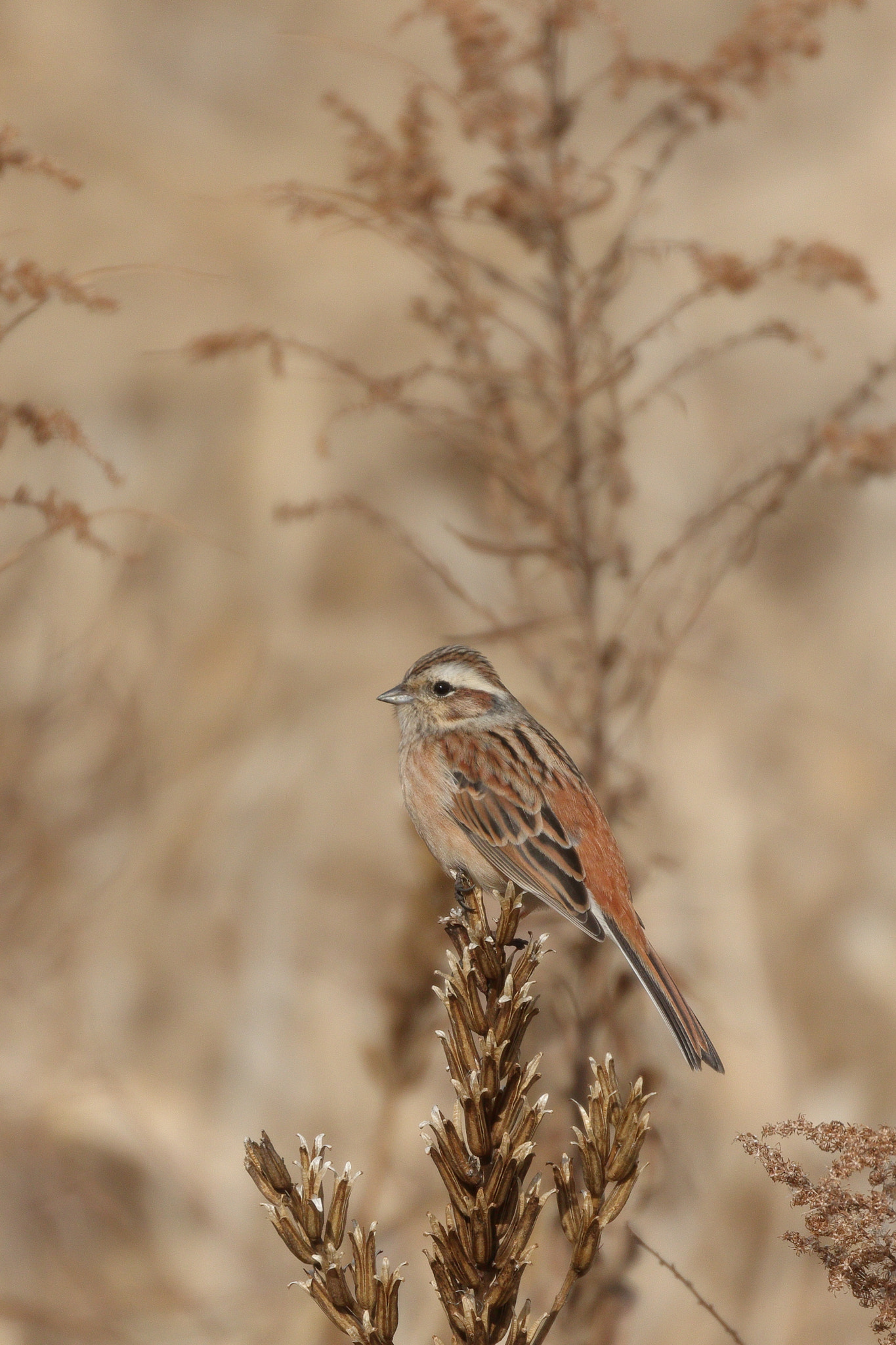 Canon EOS 7D Mark II sample photo. Cute 7i2a3944 photography