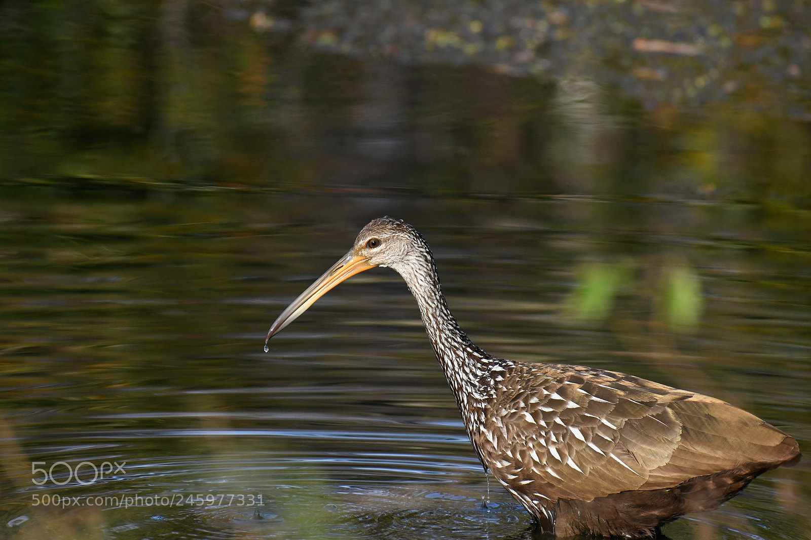 Nikon D500 sample photo. Limkin hunting photography