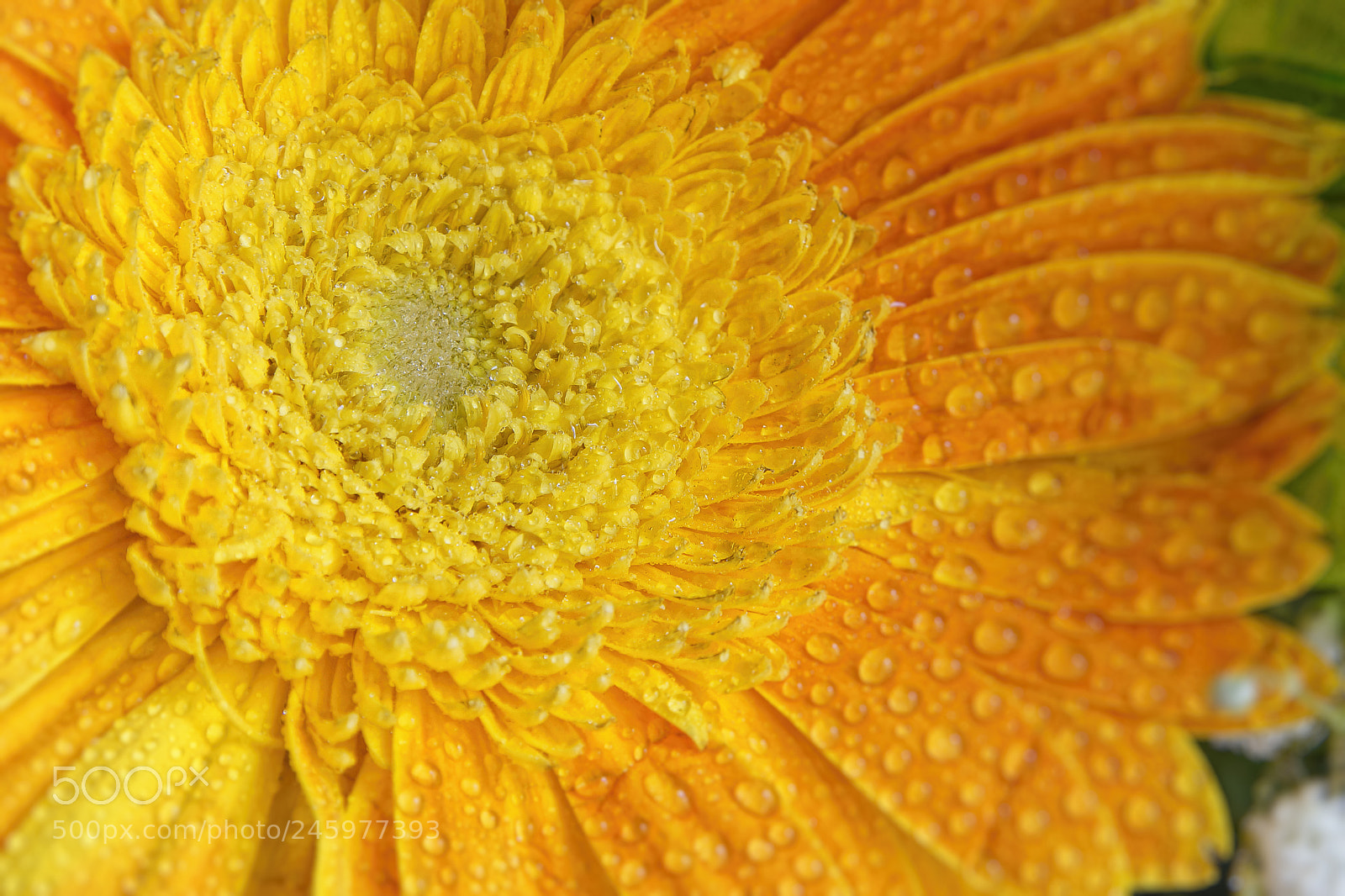 Sony SLT-A57 sample photo. Yellow and orange photography