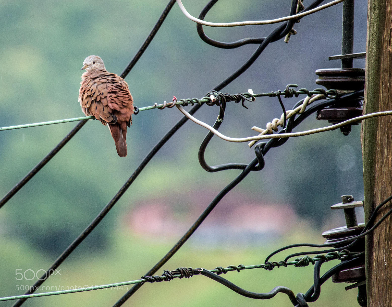 Canon EOS 700D (EOS Rebel T5i / EOS Kiss X7i) sample photo. Pombinha rola photography