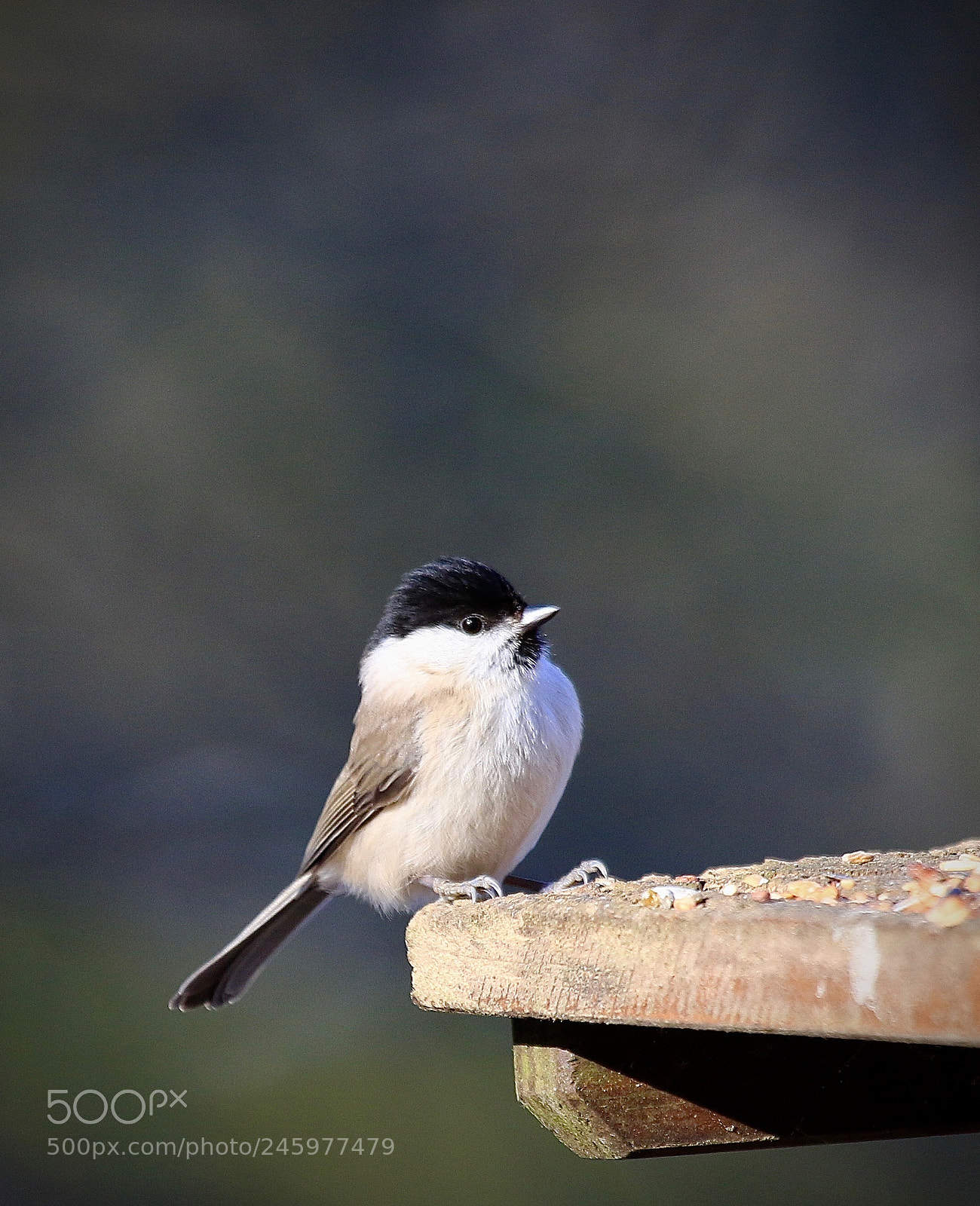Canon EOS 7D Mark II sample photo. Sumpfmeise/marsh mit photography