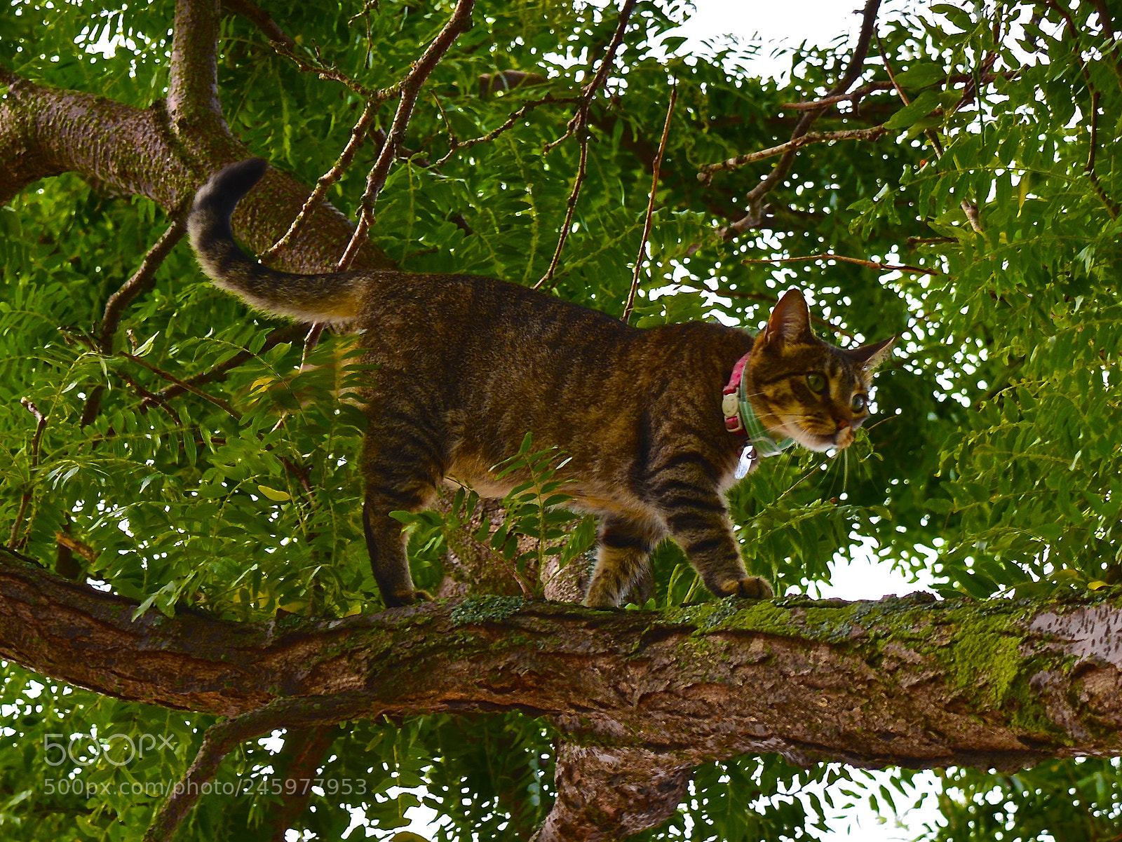 Nikon D600 sample photo. Stalking birds photography