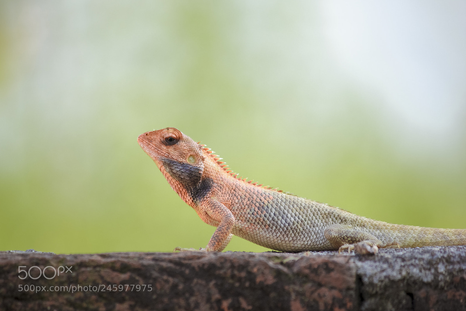 Canon EOS 60D sample photo. Indian cameleon. photography