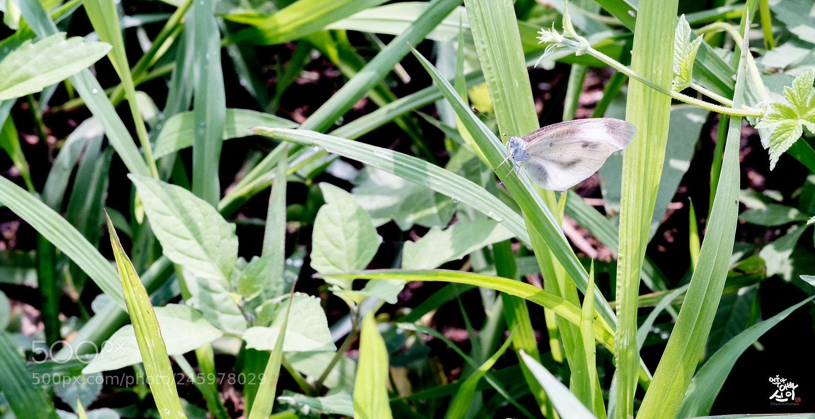 Fujifilm X-T2 sample photo. White butterfly photography