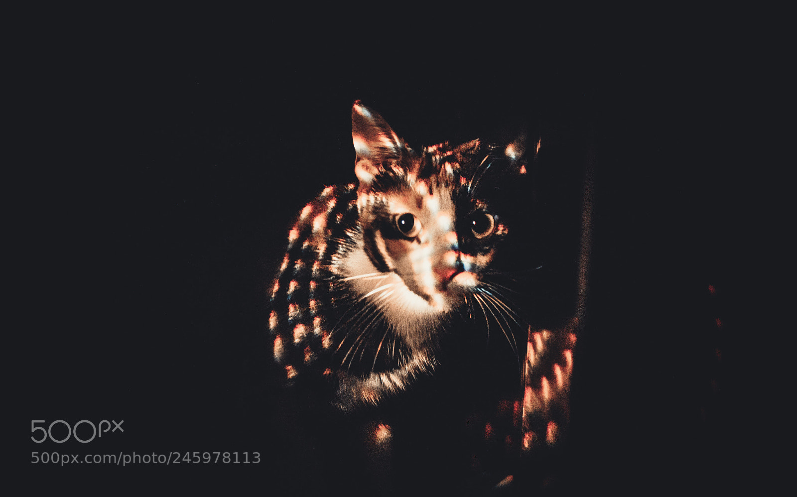 Canon EOS 750D (EOS Rebel T6i / EOS Kiss X8i) sample photo. Cat photography