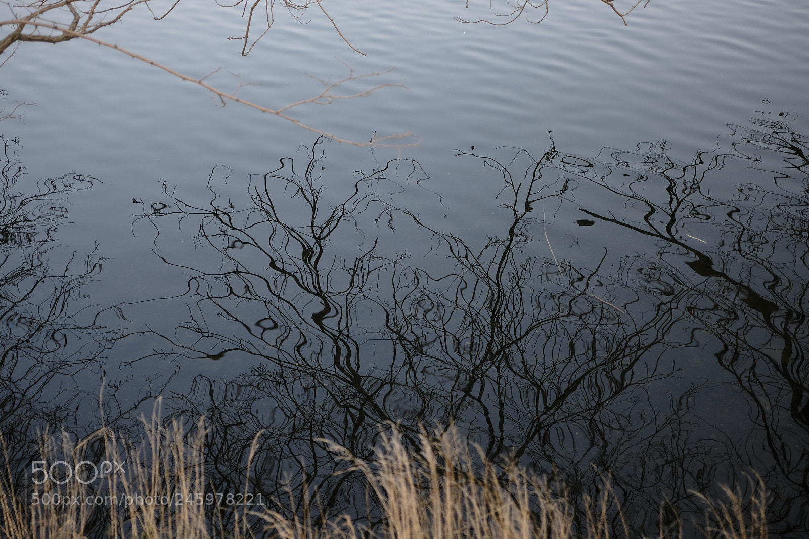 Fujifilm X-Pro2 sample photo. Dsf photography