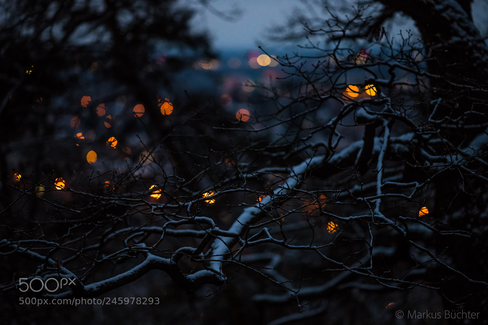 Nikon D850 sample photo. Evening in the forest photography