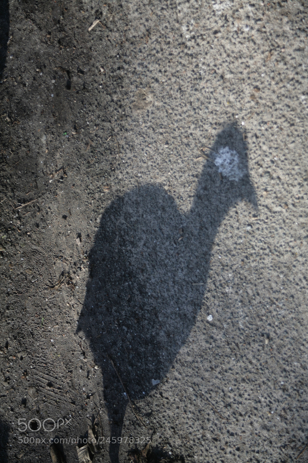 Canon EOS 5D sample photo. Bird photography