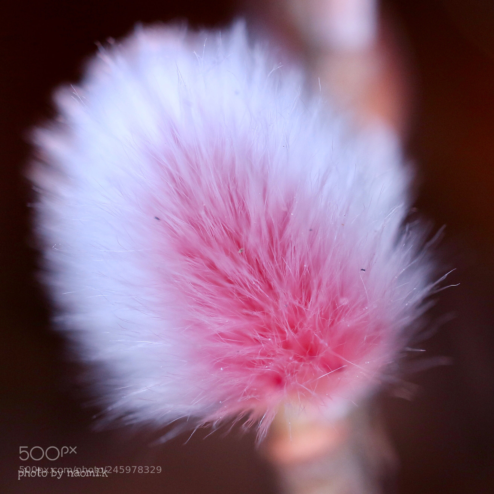 Canon EOS M10 sample photo. Pussy willow photography