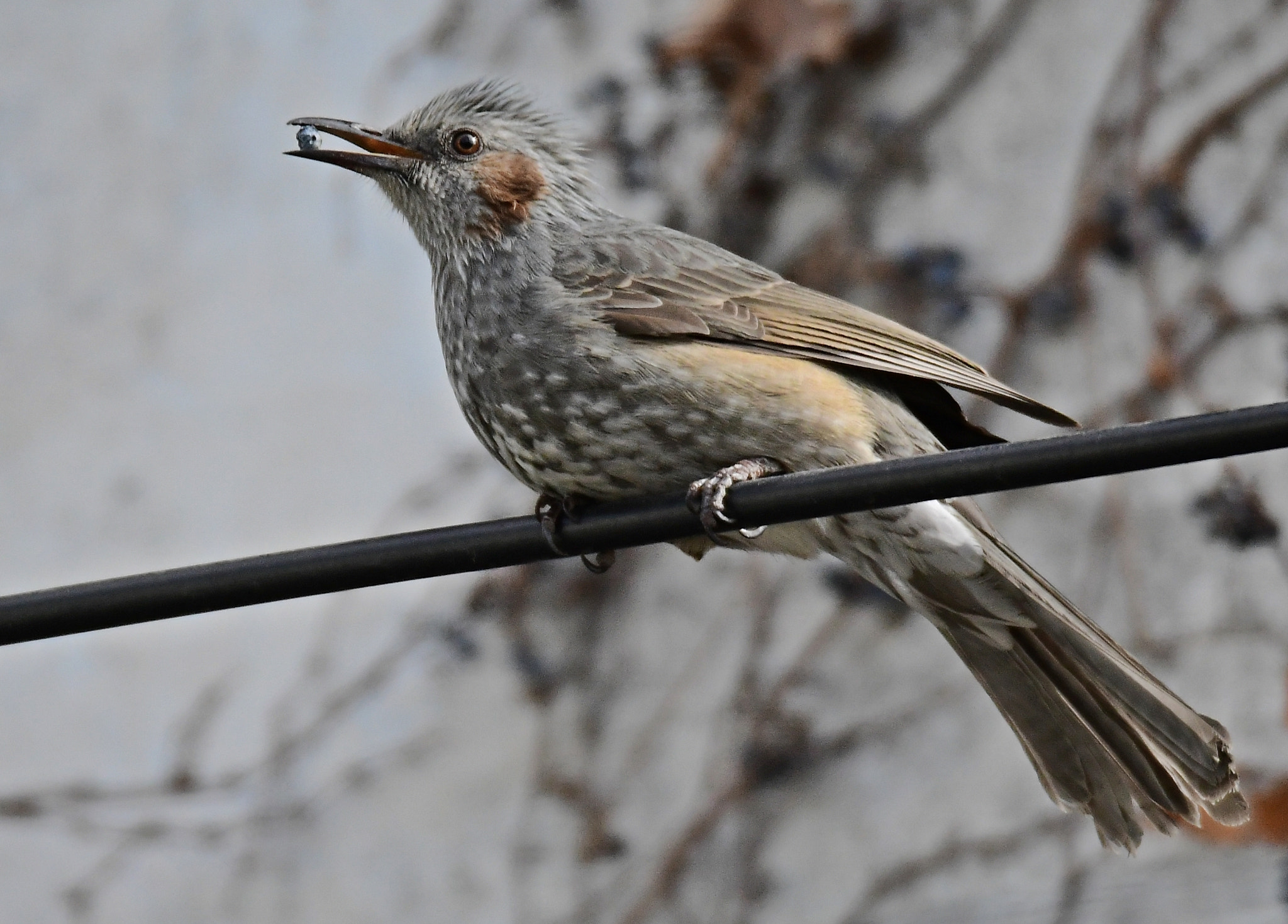 Sigma 150-600mm F5-6.3 DG OS HSM | S sample photo. Brown-eared bulbul photography