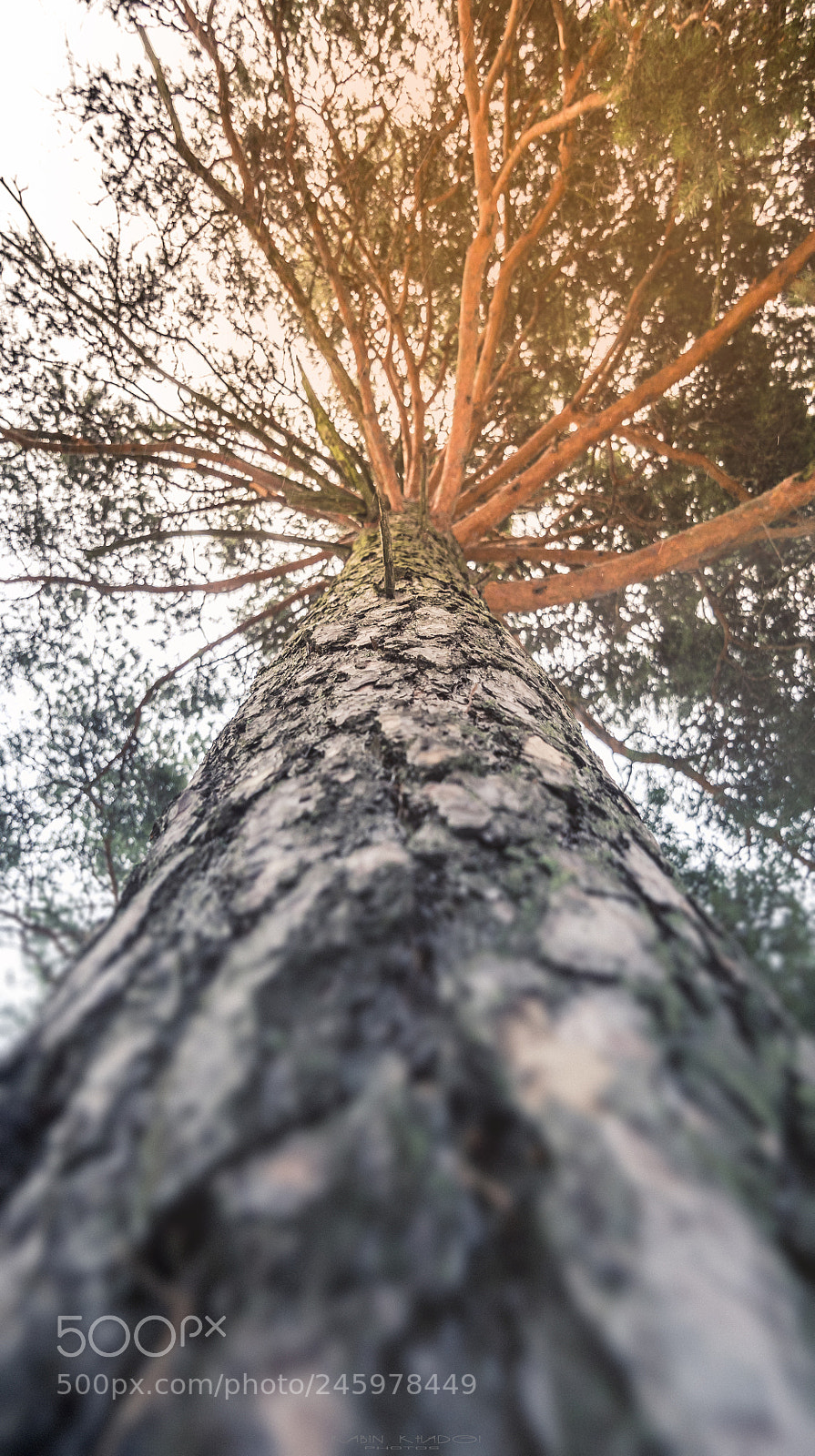 Panasonic Lumix DMC-GX8 sample photo. Tree brilliance photography