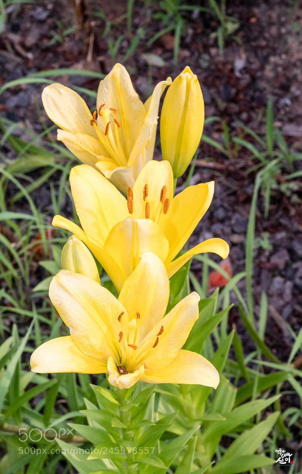Fujifilm X-T2 sample photo. Yellow lily photography