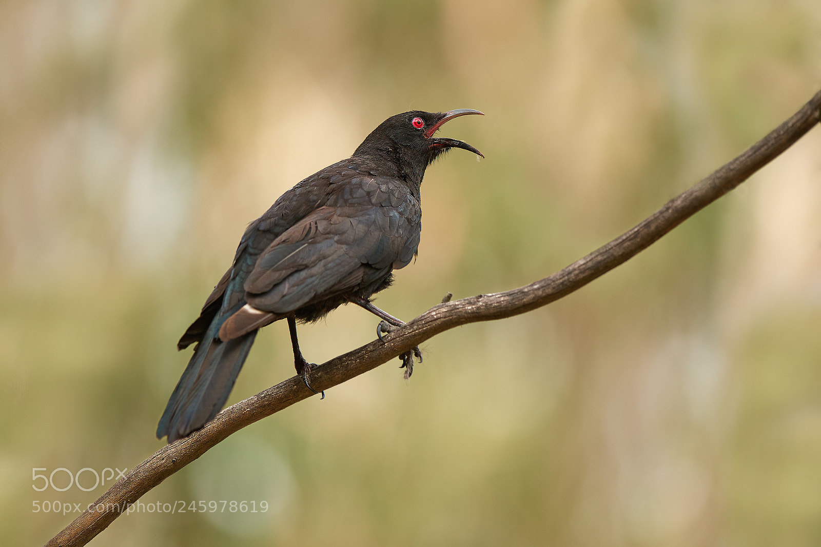 Nikon D500 sample photo. White-winged chough (corcorax melanorhamphos) photography