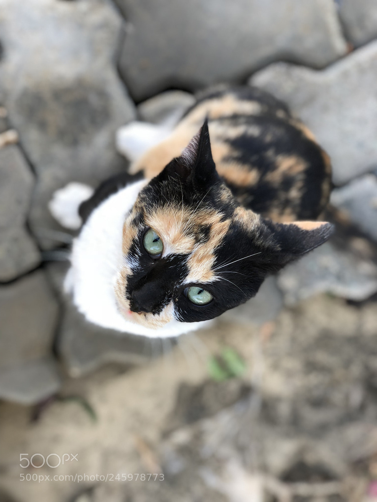 Apple iPhone X sample photo. Cat ? photography
