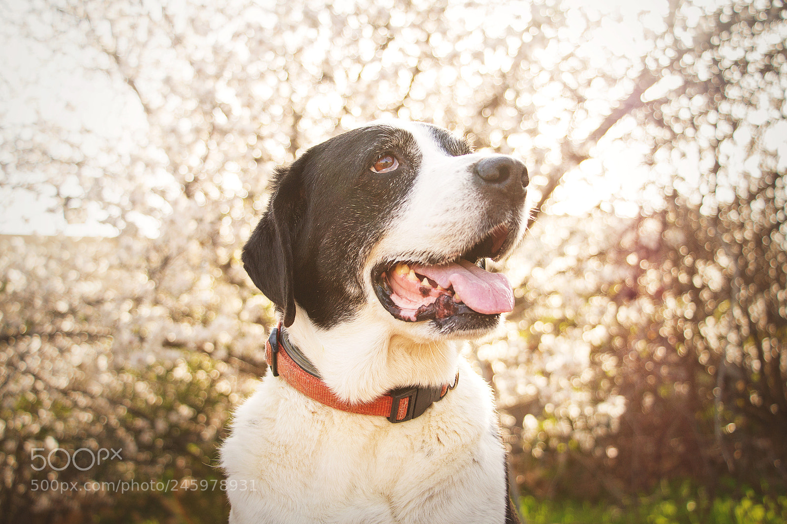 Canon EOS 700D (EOS Rebel T5i / EOS Kiss X7i) sample photo. Old model photography