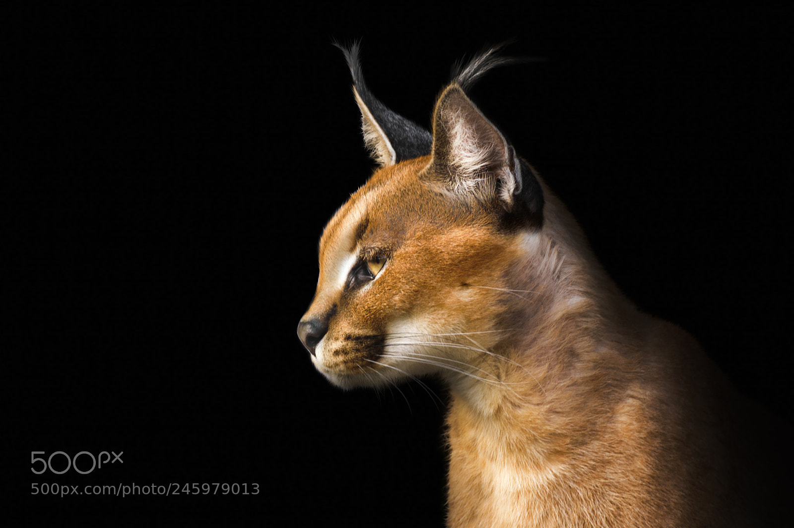 Nikon D3200 sample photo. Beautiful caracal lynx over photography
