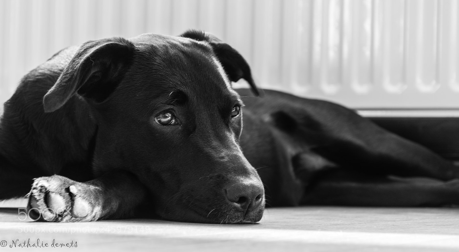 Nikon D7100 sample photo. Medusa photography