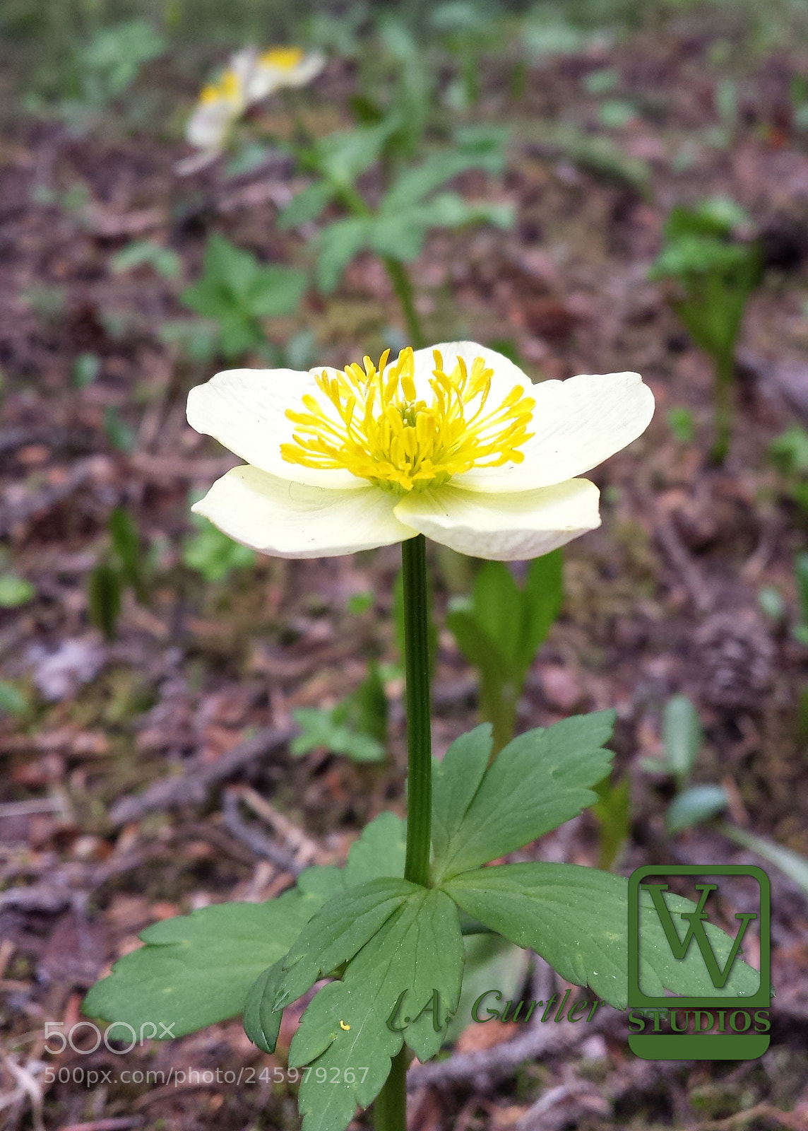 Samsung Galaxy S4 sample photo. Spreading globeflower photography