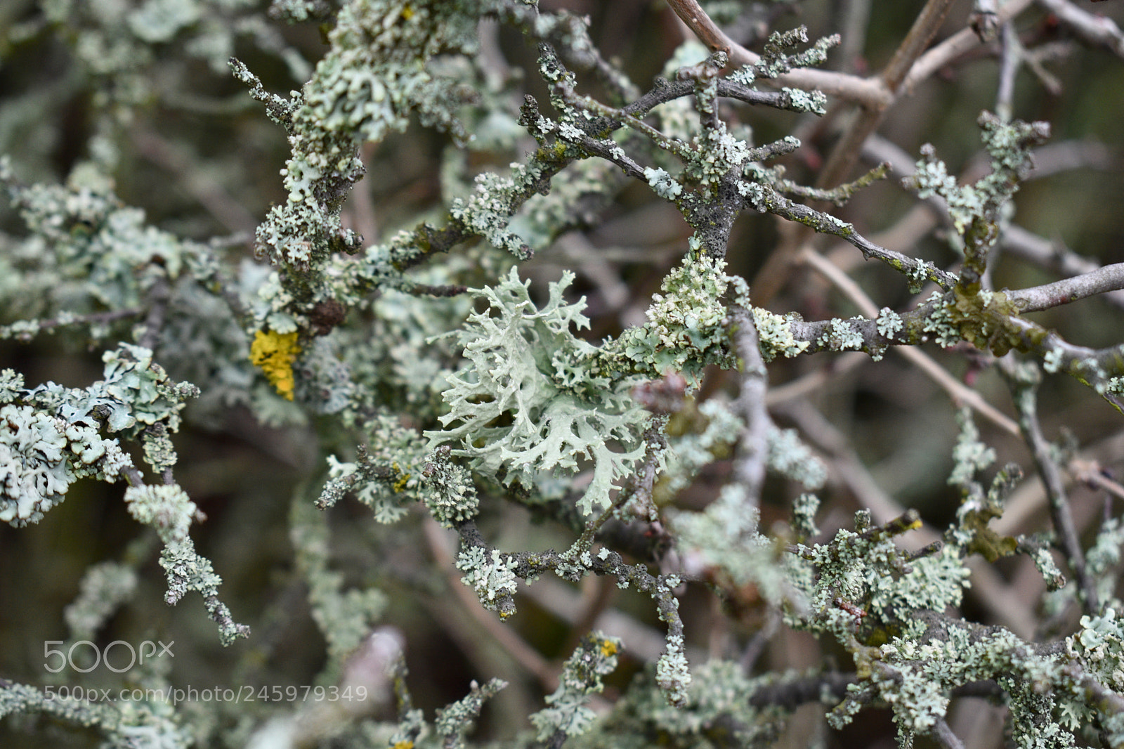 Nikon D5600 sample photo. Moss photography