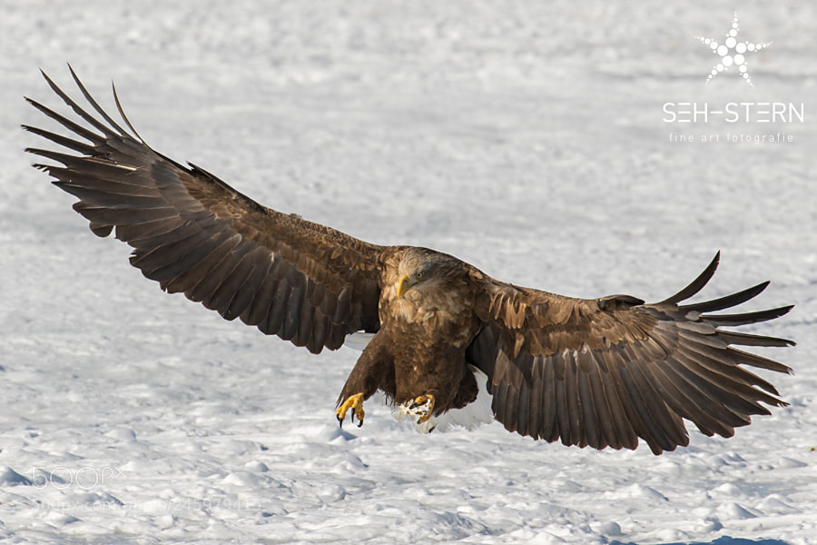 Canon EOS 7D Mark II sample photo. Landing photography