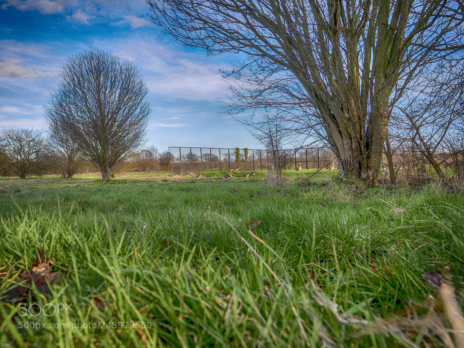 Panasonic Lumix DC-GH5 sample photo. The grass view photography