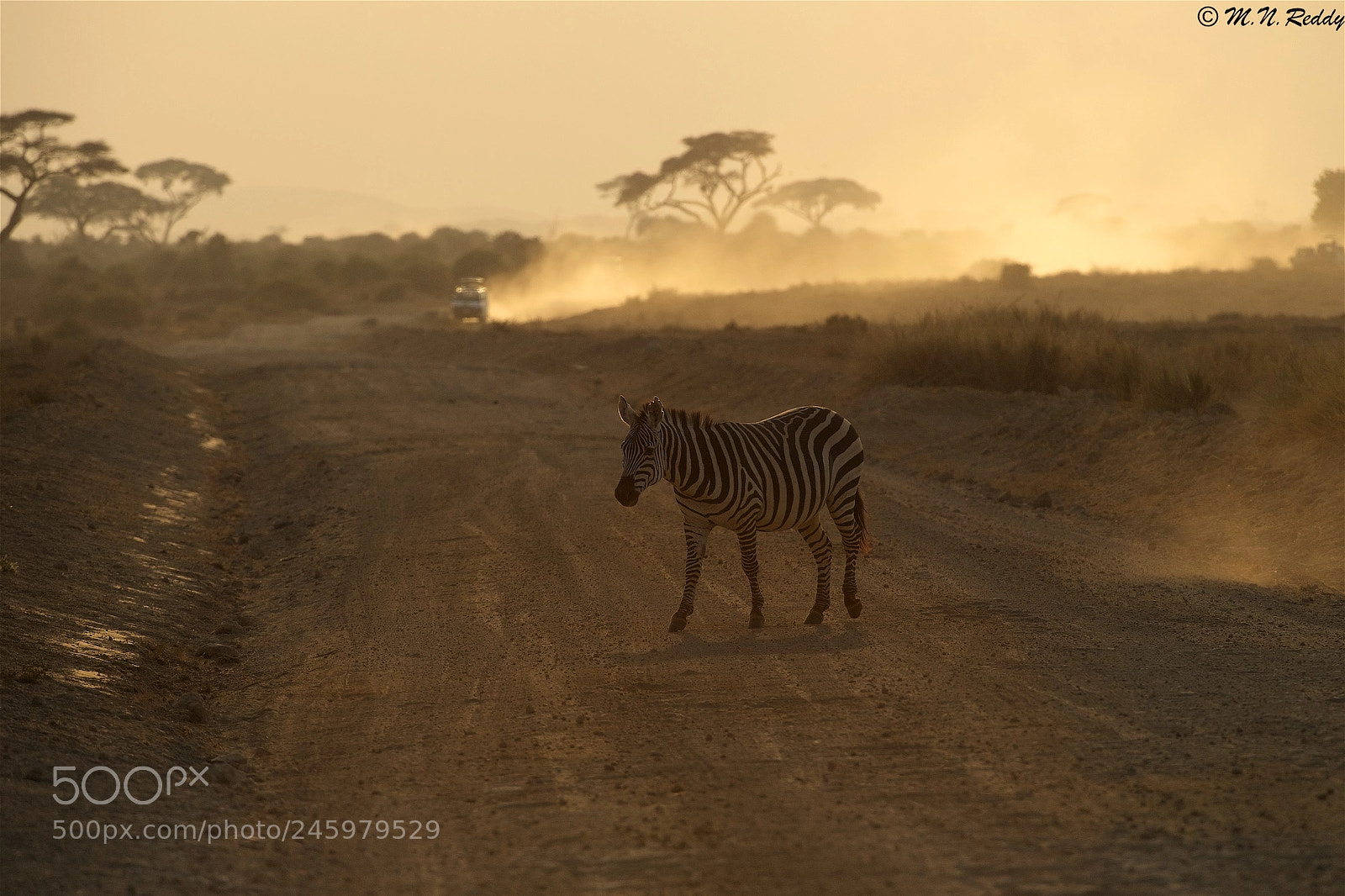 Nikon D5 sample photo. Zebra - back light photography