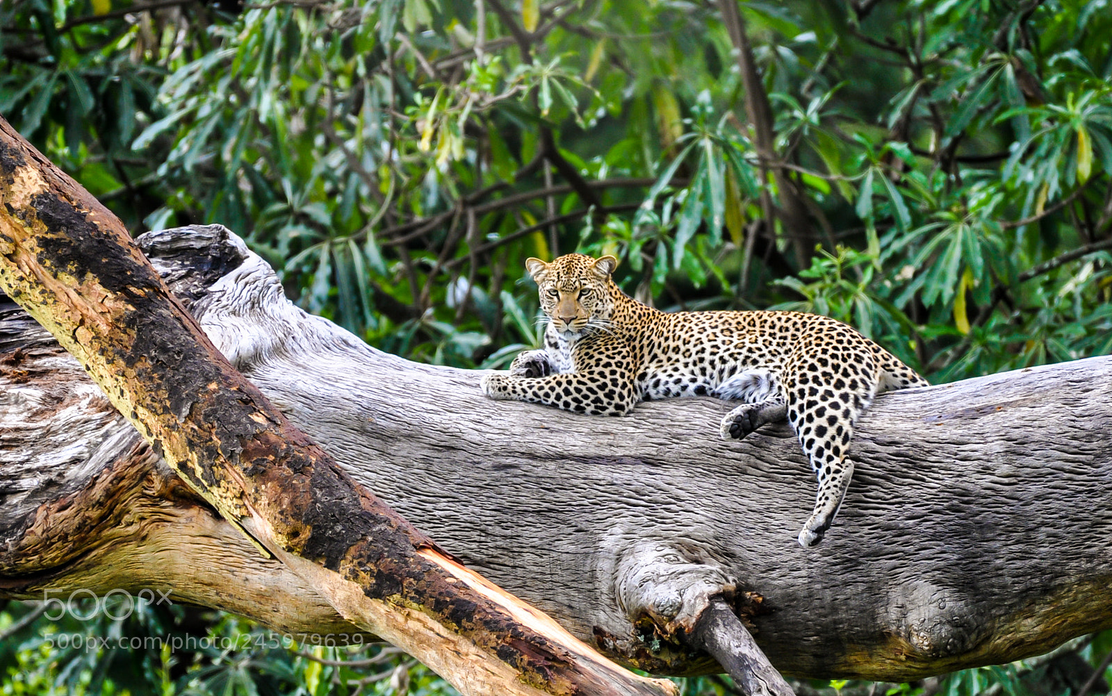 Nikon D90 sample photo. A leopard's rest photography