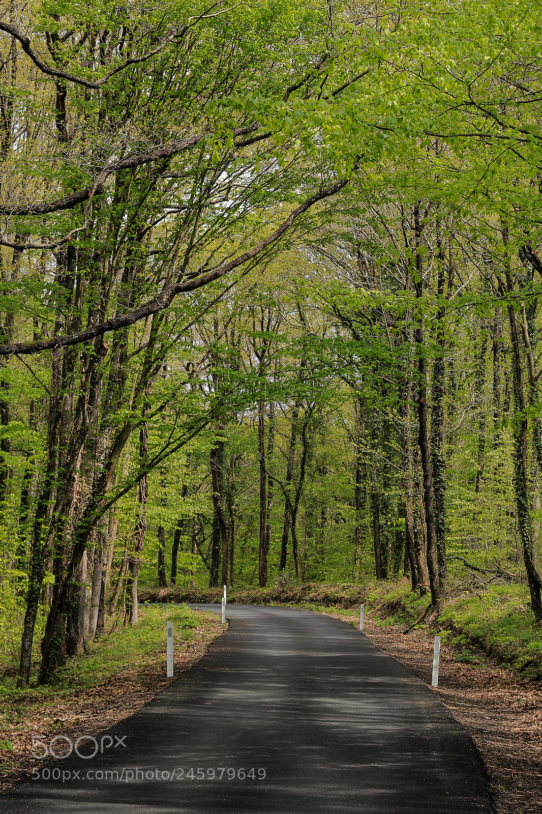 Canon EOS 60D sample photo. My way... photography