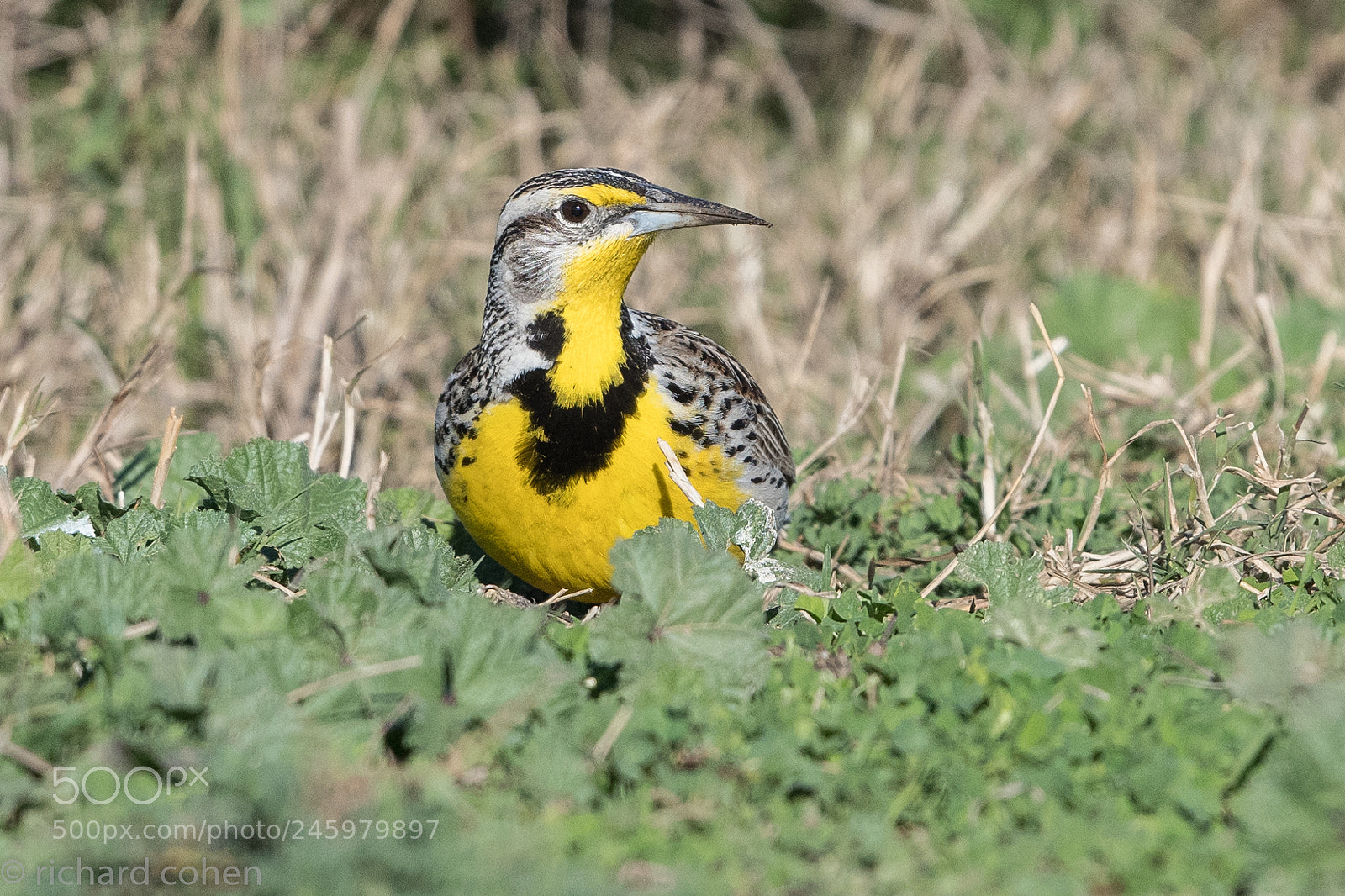 Nikon D850 sample photo. Meadowlark photography