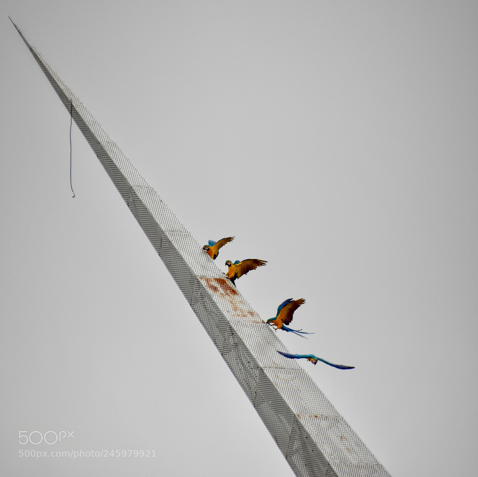 Nikon D5500 sample photo. Macaws photography