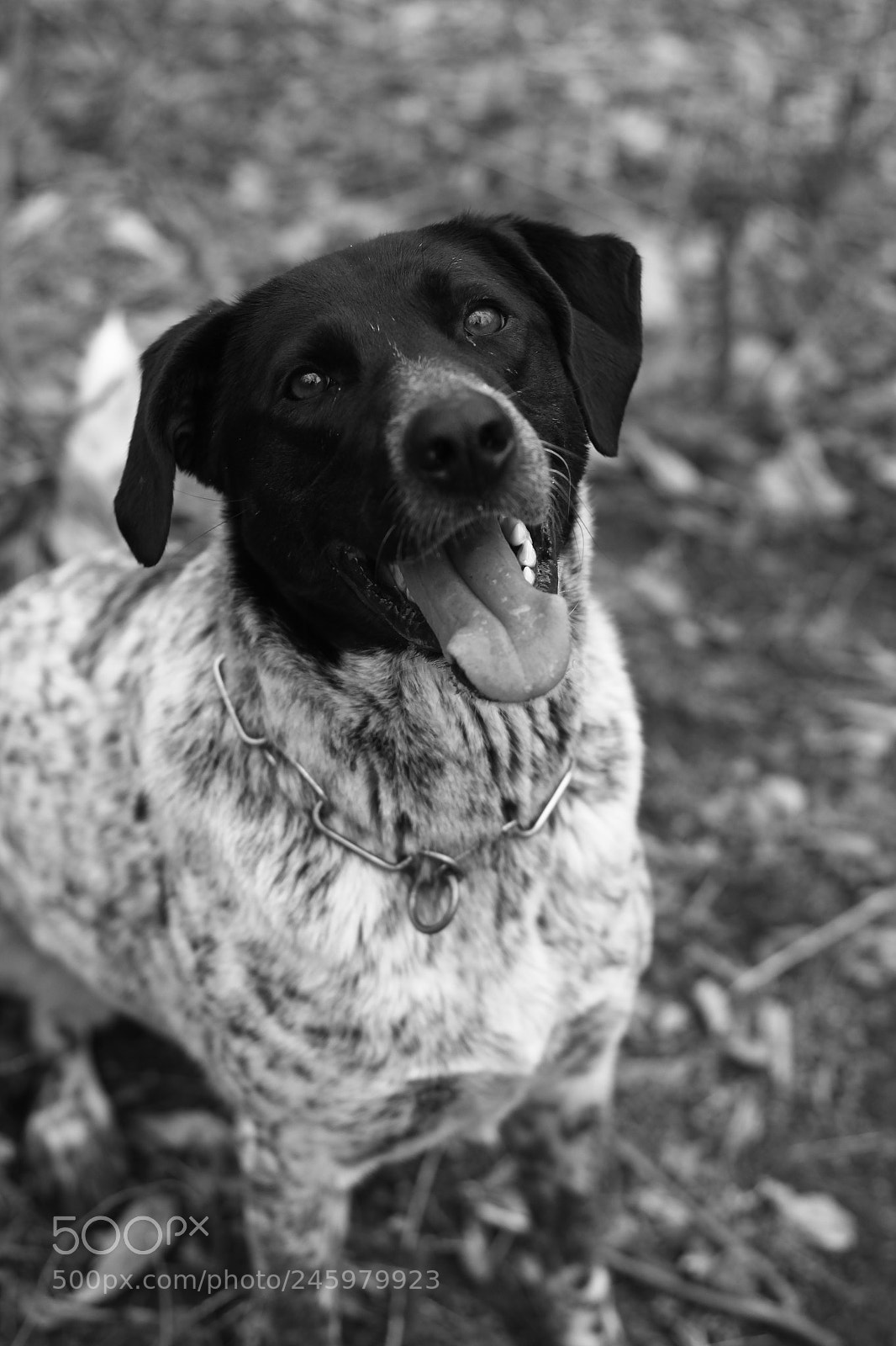 Canon EOS 600D (Rebel EOS T3i / EOS Kiss X5) sample photo. The most loyal dog photography