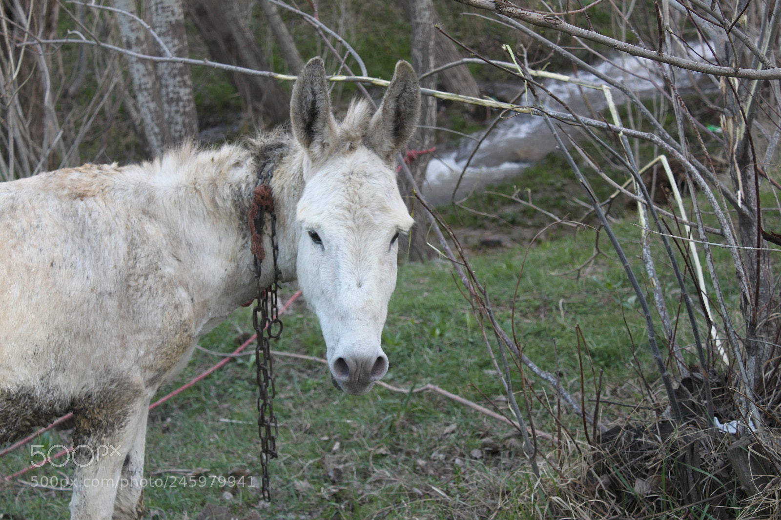 Canon EF-S 18-55mm F3.5-5.6 IS sample photo. Donkey looking back! photography