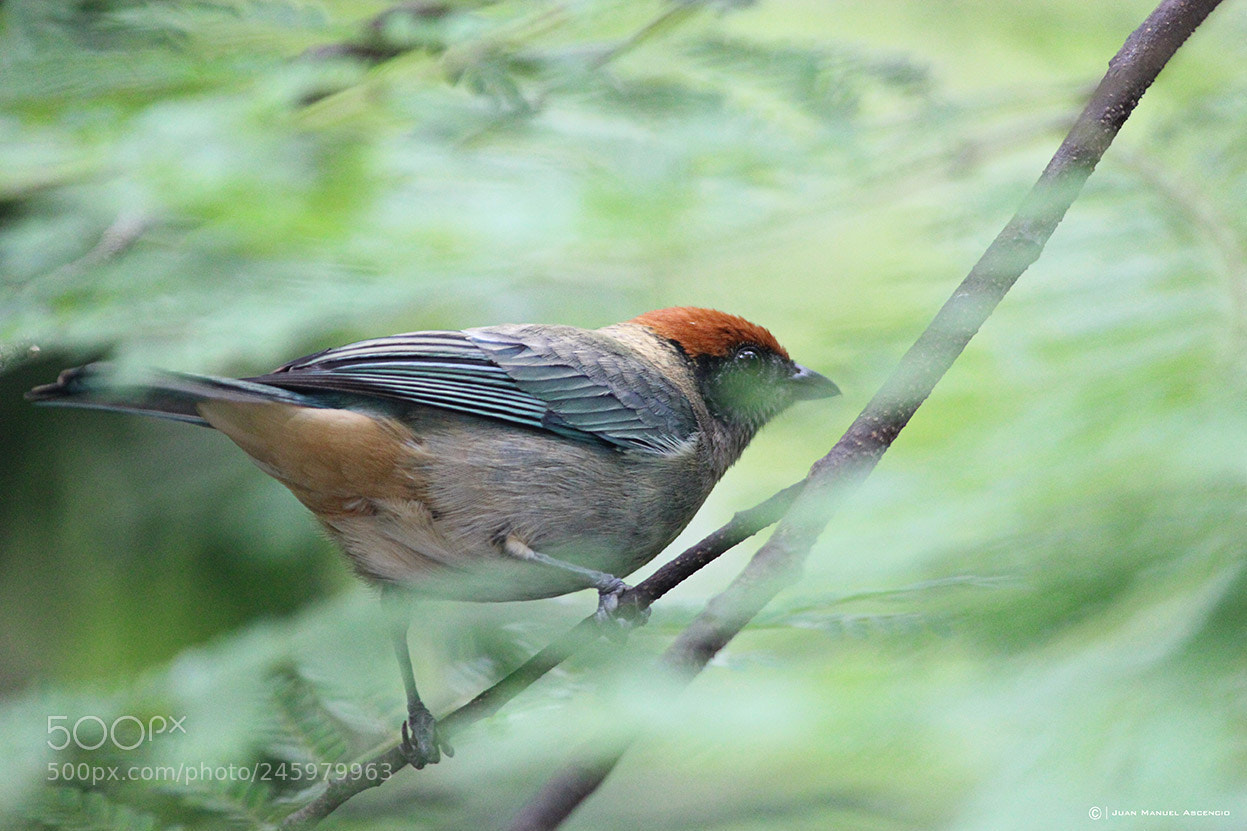 Canon EOS 600D (Rebel EOS T3i / EOS Kiss X5) sample photo. @img photography
