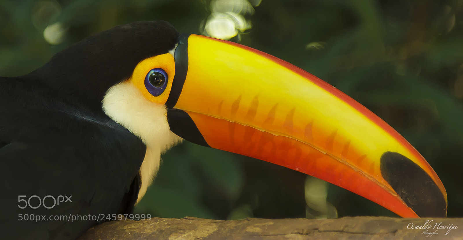 Canon EOS 60D sample photo. Tucano-toco photography
