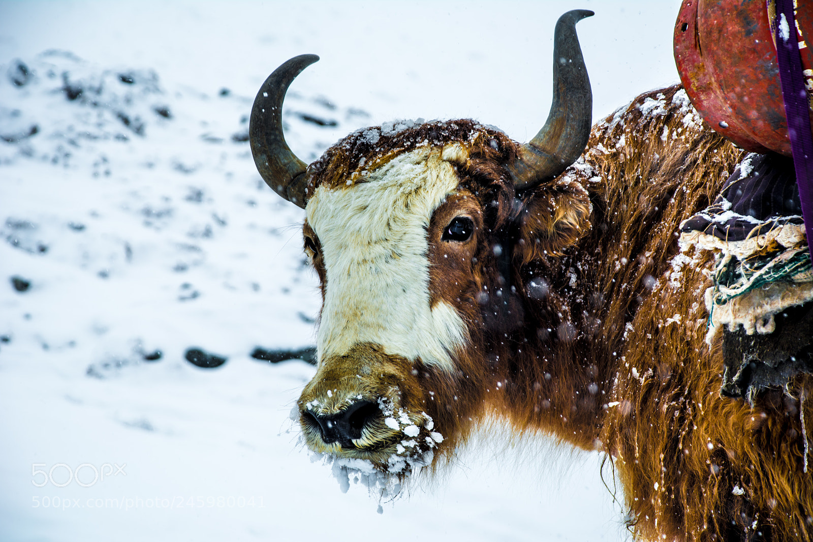 Nikon D5200 sample photo. Winter is coming photography
