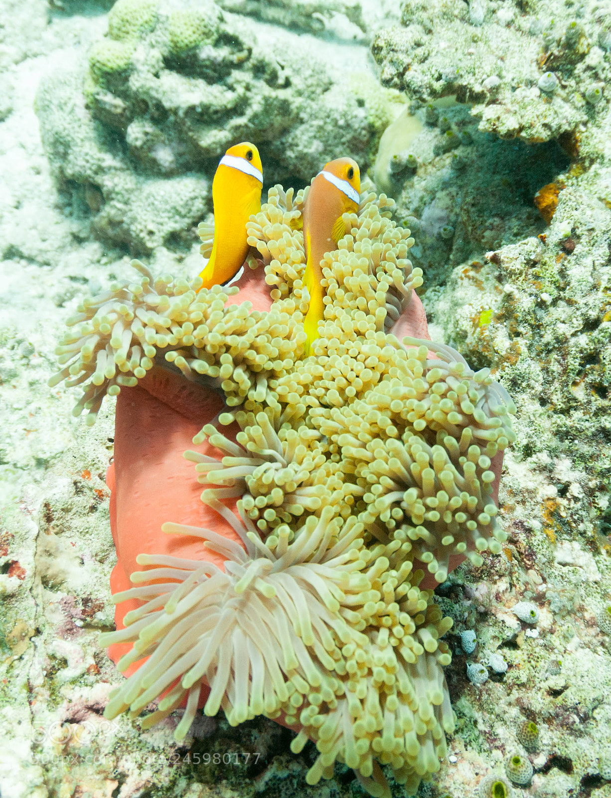 Nikon D300S sample photo. Anenome fish photography