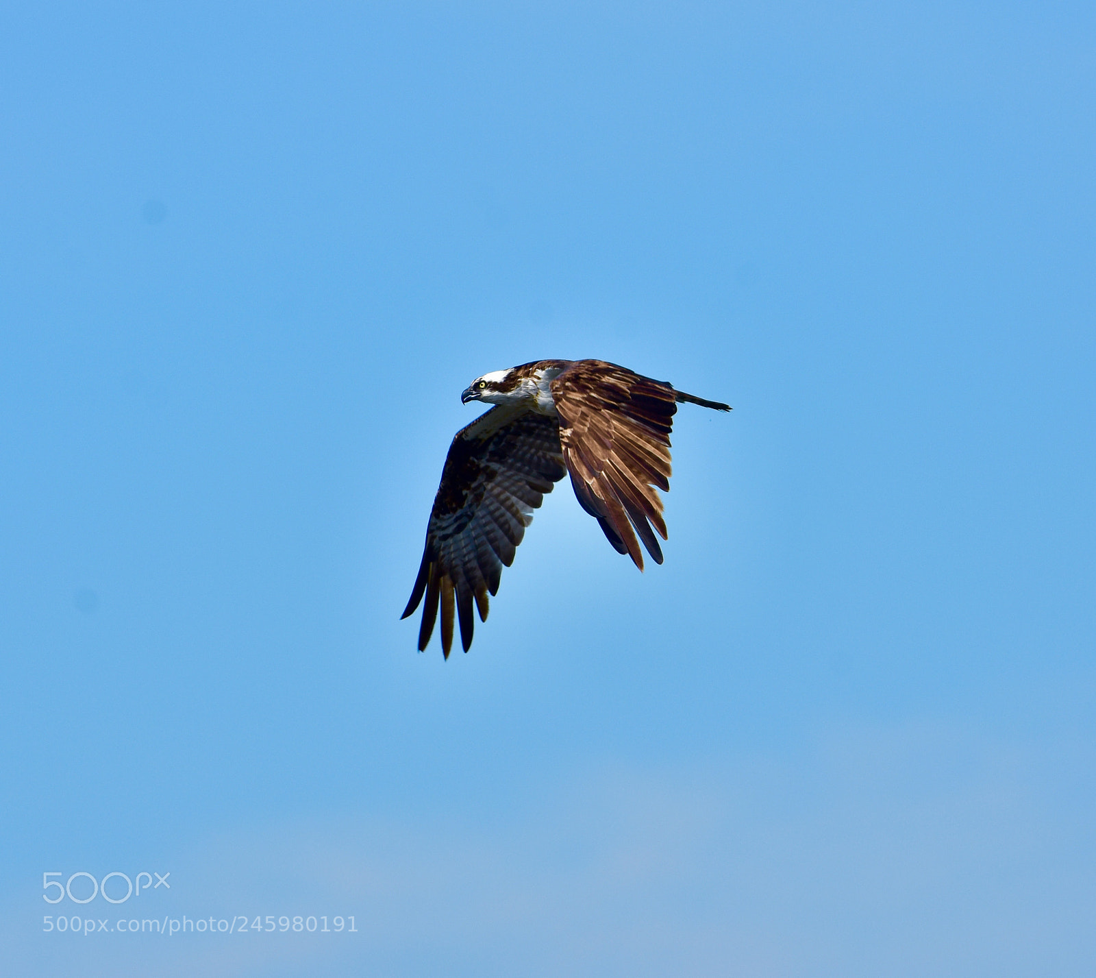 Nikon D7200 sample photo. Osprey photography