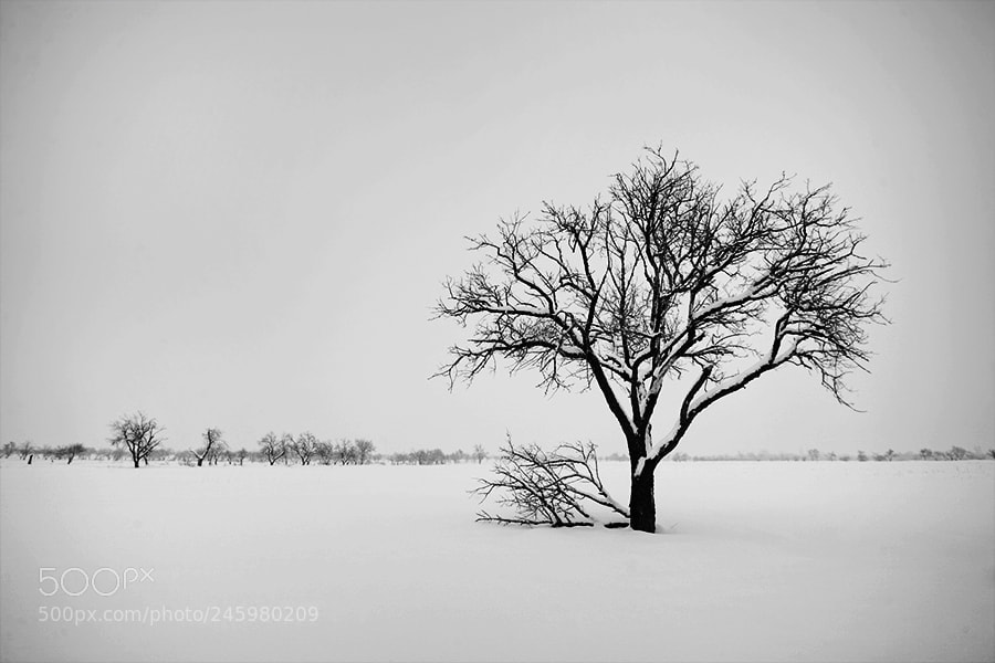 Canon EOS 5D sample photo. From "the tree collection" photography
