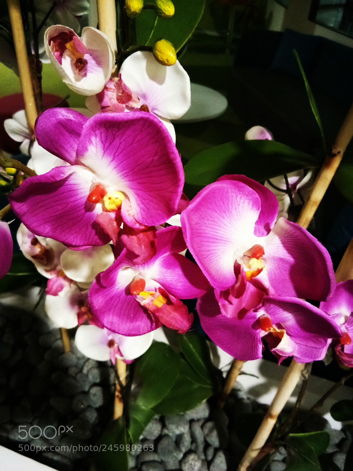 vivo 1601 sample photo. Untitled photography