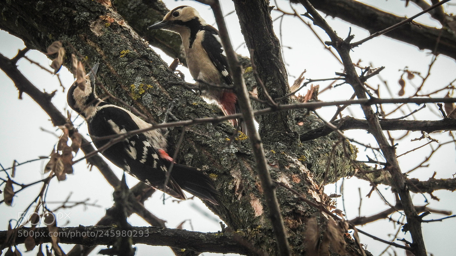 Nikon Coolpix P900 sample photo. Couple woodpeckers photography